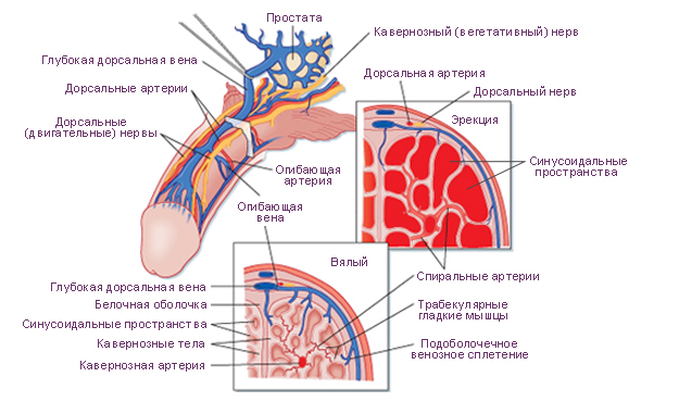 Вены и артерии полового члена