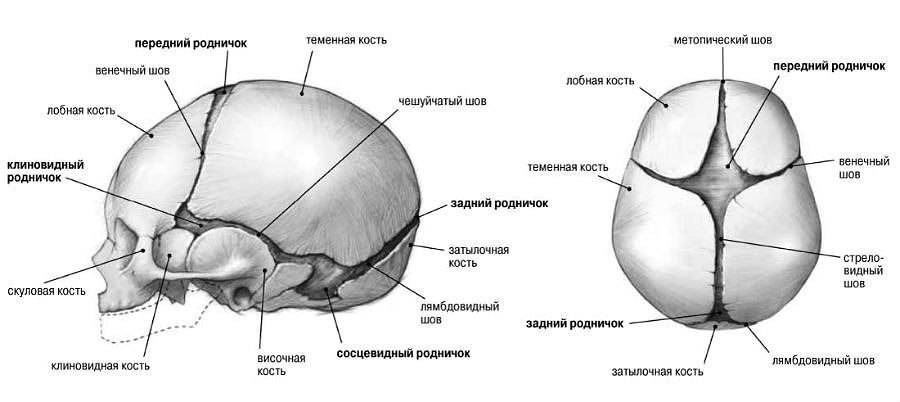 череп новорожденного