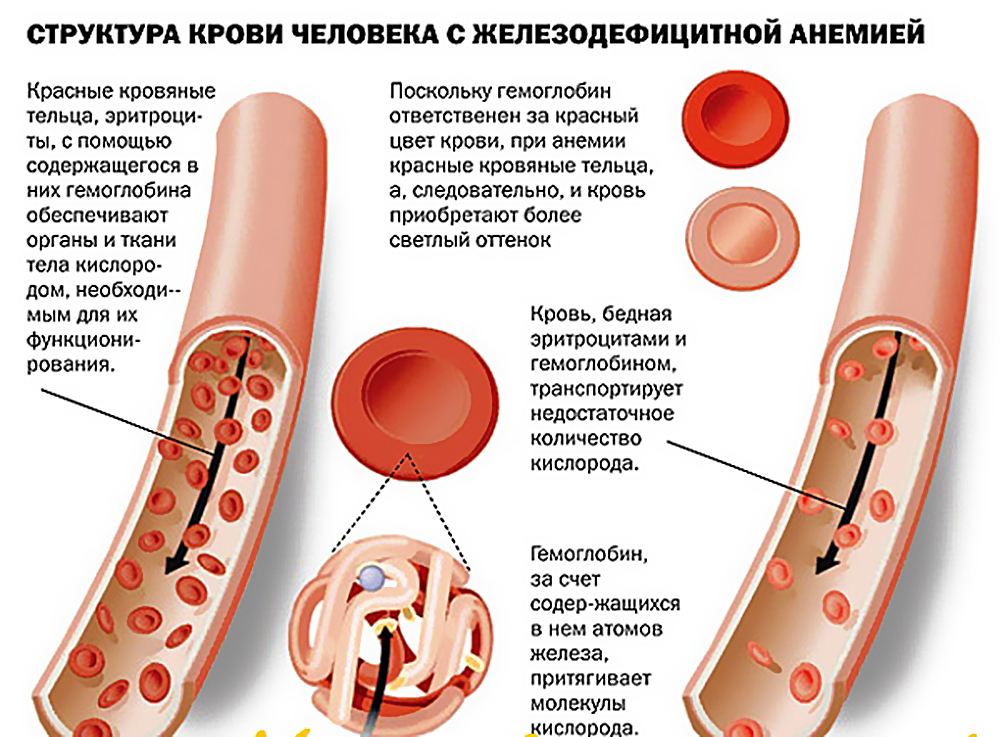 Структура крови человека