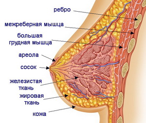 Строение молочной железы
